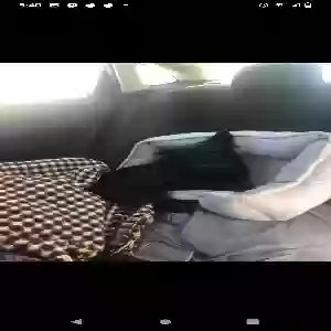 lost male dog lucky