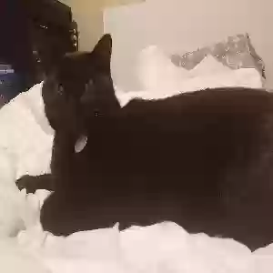 lost male cat berry