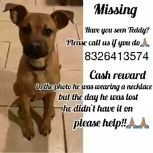 lost male dog teddy