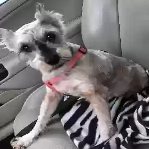 lost female dog maddie