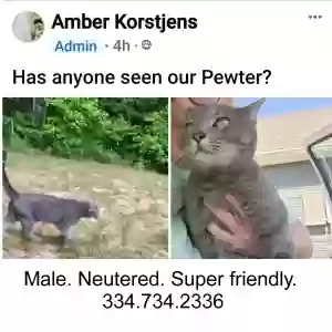 lost male cat pewter