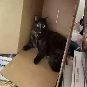 lost female cat mimi