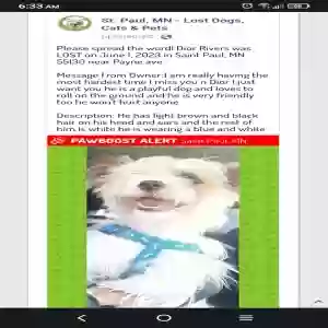 lost male dog dior christian rivers