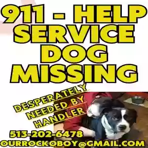 lost male dog rocko