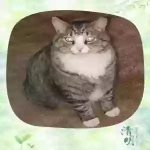 lost female cat big kitty