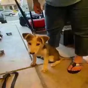 found male dog unknown