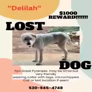 lost female dog delilah