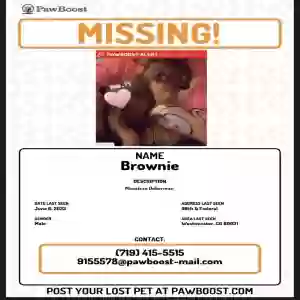 lost male dog brownie