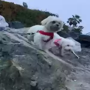 lost female dog mggie