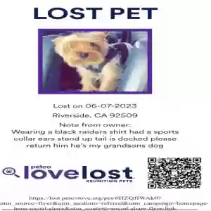 lost male dog tiny