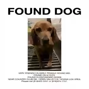 found female dog unknown