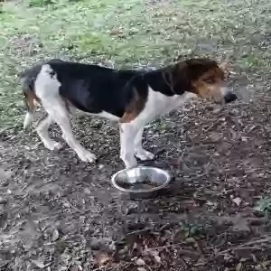 found male dog unknown