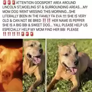 lost female dog pepper