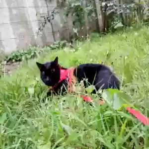 lost male cat babykat