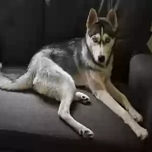 lost female dog sasha