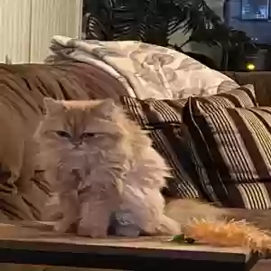 lost female cat orange