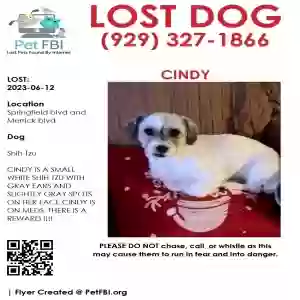 lost female dog cindy