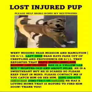 lost male dog rex