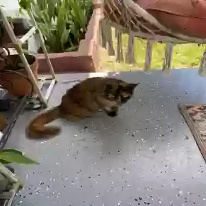 found unknown cat unknown