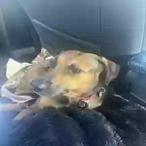 lost female dog sage