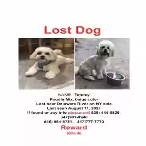 lost male dog tommy