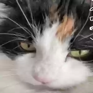 lost female cat harley