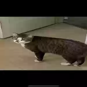 lost male cat oakley (but answers to kitty kitty)