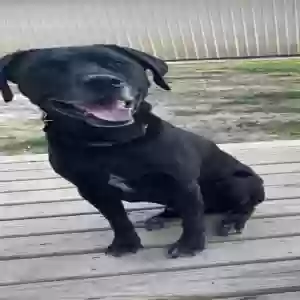 lost male dog buck