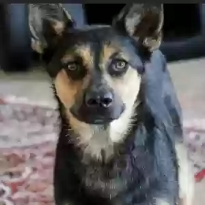 lost male dog jack