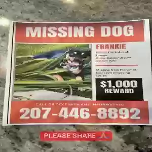lost female dog frankie