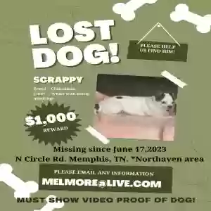 lost male dog scrappy