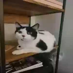 lost male cat bongo