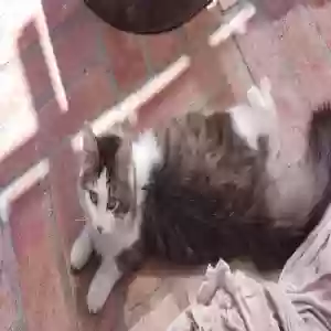 lost female cat betty boop