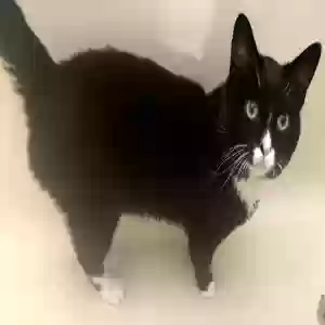 lost male cat koka
