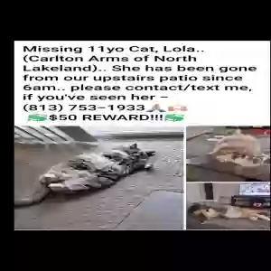 lost female cat lola