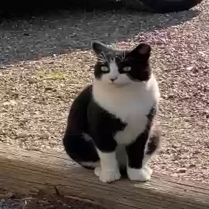 lost male cat pepe