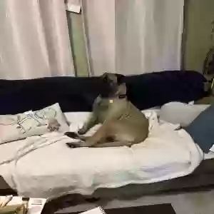 lost female dog meeka