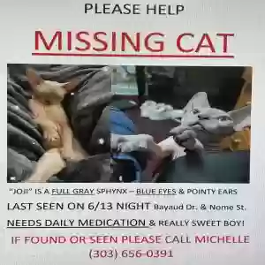 lost male cat joji