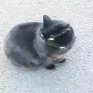 lost female cat blackie