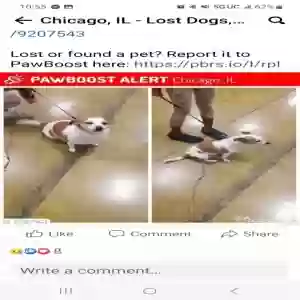lost female dog carrie