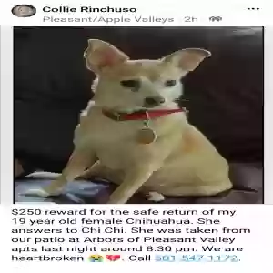 lost female dog chi chi