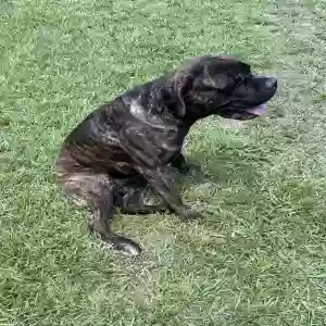 lost male dog kane