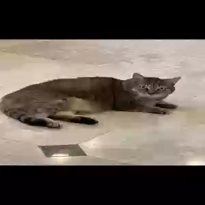 lost female cat mama