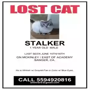 lost male cat stalker