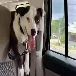 found male dog unknown
