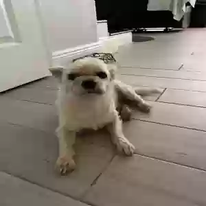 lost male dog dog / chikilin