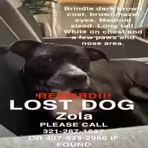 lost female dog zola