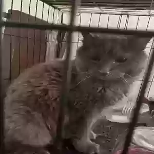 found unknown cat unknown