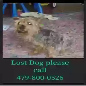 lost male dog scamp