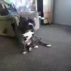 lost male dog twin